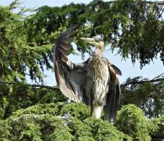 Cliquer pour agrandir