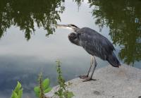 Cliquer pour agrandir