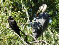 Cliquer pour agrandir