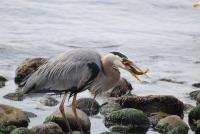 Cliquer pour agrandir