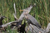 Cliquer pour agrandir