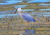 Cliquer pour agrandir