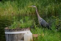 Cliquer pour agrandir