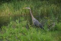 Cliquer pour agrandir