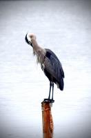 Cliquer pour agrandir