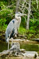 Cliquer pour agrandir