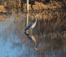 Cliquer pour agrandir