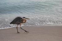 Cliquer pour agrandir