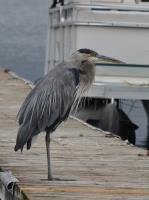 Cliquer pour agrandir