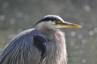 Cliquer pour agrandir