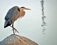 Cliquer pour agrandir