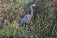 Cliquer pour agrandir