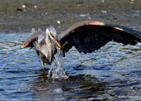 Cliquer pour agrandir