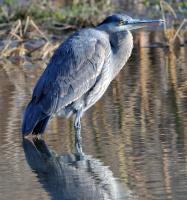 Cliquer pour agrandir