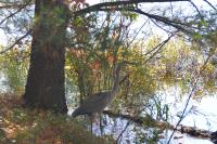 Cliquer pour agrandir