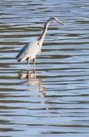 Cliquer pour agrandir