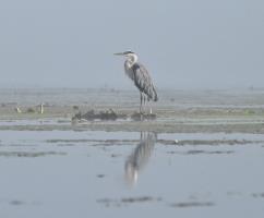 Cliquer pour agrandir