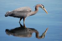 Cliquer pour agrandir