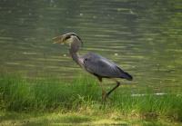 Cliquer pour agrandir