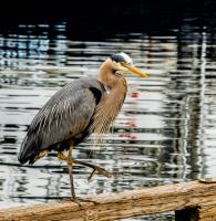 Cliquer pour agrandir