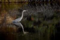 Cliquer pour agrandir