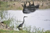 Cliquer pour agrandir