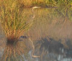 Cliquer pour agrandir