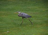 Cliquer pour agrandir