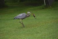 Cliquer pour agrandir