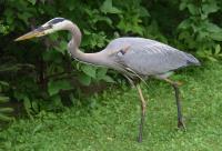 Cliquer pour agrandir