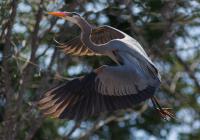 Cliquer pour agrandir