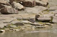 Cliquer pour agrandir