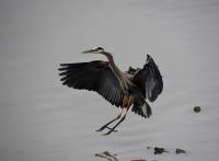 Cliquer pour agrandir