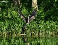 Cliquer pour agrandir