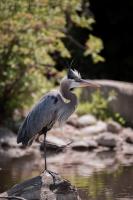 Cliquer pour agrandir