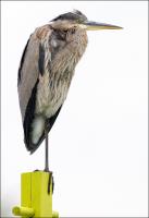 Cliquer pour agrandir