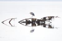 Cliquer pour agrandir