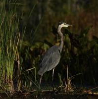 Cliquer pour agrandir