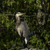 Cliquer pour agrandir