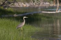 Cliquer pour agrandir