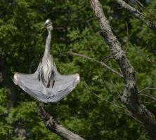 Cliquer pour agrandir