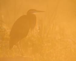 Cliquer pour agrandir