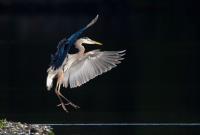 Cliquer pour agrandir