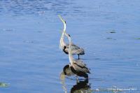 Cliquer pour agrandir