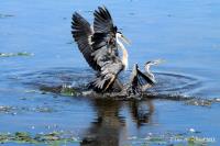 Cliquer pour agrandir