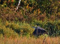 Cliquer pour agrandir