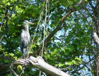 Cliquer pour agrandir