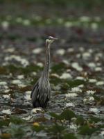 Cliquer pour agrandir