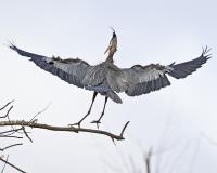 Cliquer pour agrandir