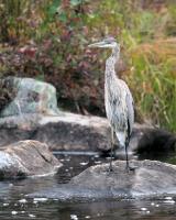 Cliquer pour agrandir